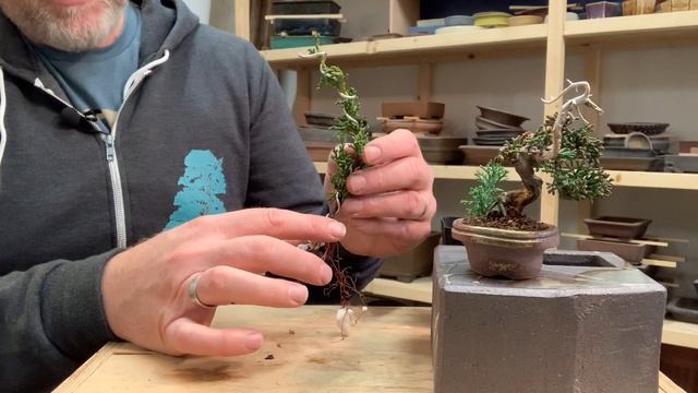 Bonsaify | Wiring Juniper Cuttings to Make Mame Bonsai смотреть онлайн