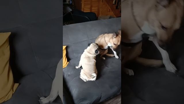 Неприступные пасточки - 4 #shorts смотреть онлайн