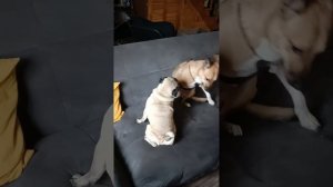 Неприступные пасточки - 4 #shorts