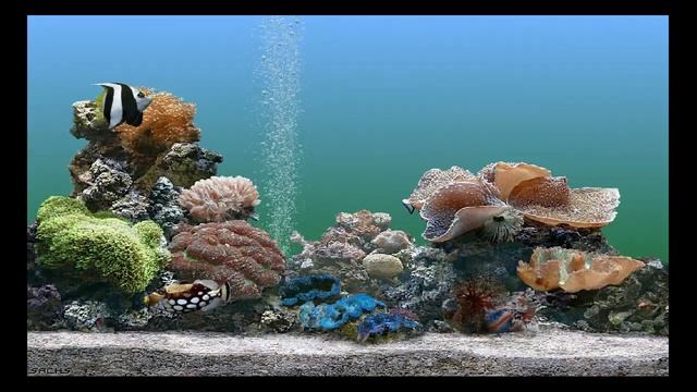 Windows XP Plus! Aquarium Screensaver смотреть онлайн