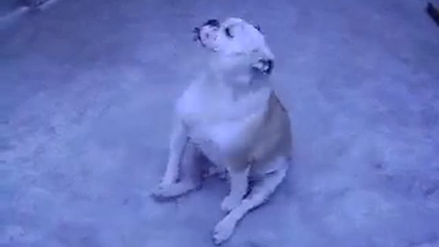 buldog fiona angelshire dança смотреть онлайн