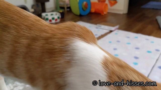 Nikki the kitten is just a little flirt, is what she is смотреть онлайн