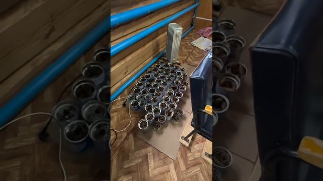 Күпме хезмәт керә бит бу шәмнәрне эшләргә. Ташчишмә авылы китапханәсендә эшләнгән шәмнәрнең исәбе юк