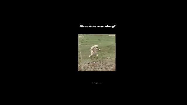 funee monkee gif (8D version) смотреть онлайн