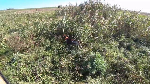 Гильза учит Комету охотиться. А Комета учится подаче Фазана! смотреть онлайн