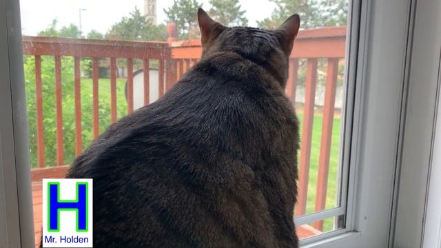 Cat ends his window watching when he got hungry смотреть онлайн