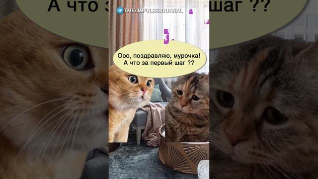 Люби любую #мыкотики #вмем #разговор #анекдот #шутки #кот #юмор #смешное #прикольно #мемы #cat смотреть онлайн