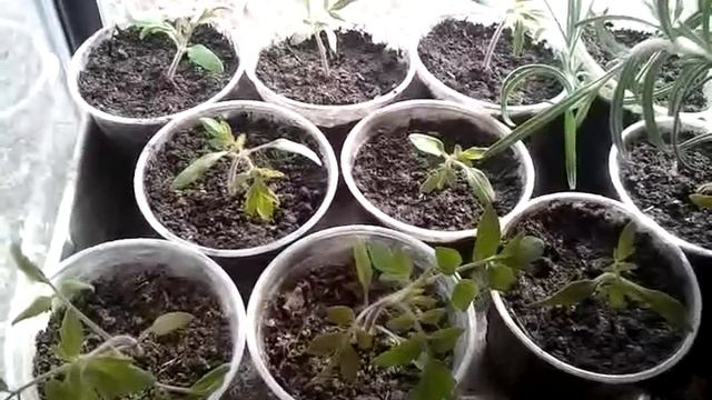 Window Garden: Running out of Space, Again смотреть онлайн