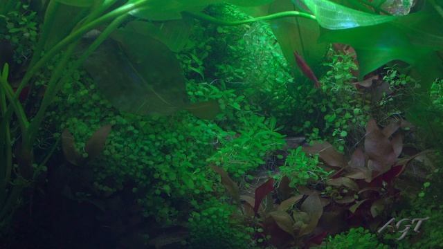 Classical Music - 4K HDR Planted Aquarium with Cherry Shrimps III смотреть онлайн