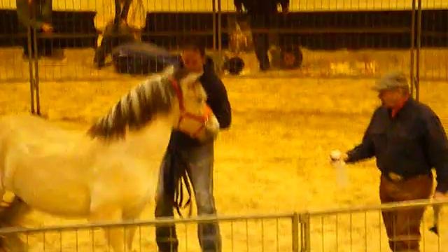 Monty Roberts @ Horse Event 2008 смотреть онлайн