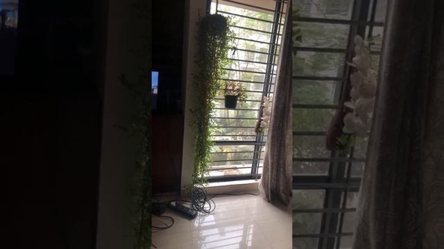 Outsider birds come to my window everyday. смотреть онлайн