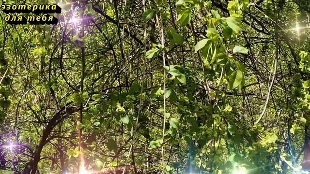 Сегодня 18 марта день денежной прибыли, скажите одно слово. Лунный день. Карта Таро. Послание смотреть онлайн