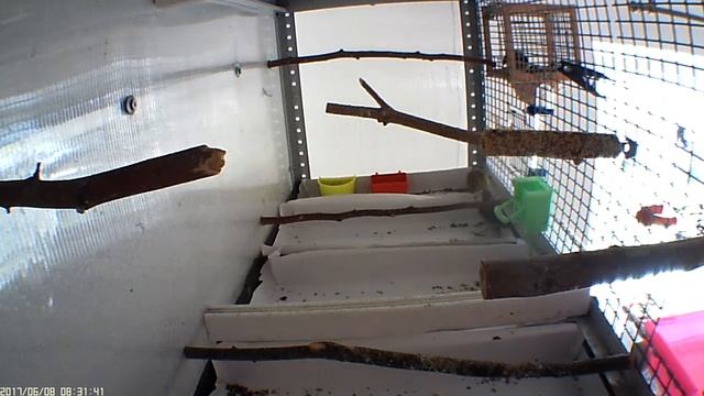 Птенец вылетел из гнезда смотреть онлайн