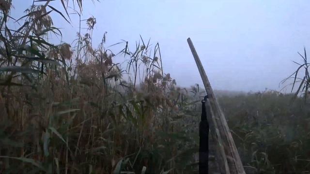 Уточка!!! с подхода! + фазан! Охота по утке! Охота по фазану. смотреть онлайн