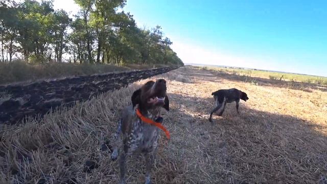 Охота по перепелу! Охота с Курцхаарами и ТОЗ-34. смотреть онлайн