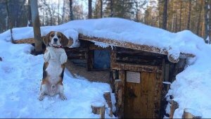 ЗВЕРЬ ПРИШЕЛ В ЗЕМЛЯНКУ. МОРОЗ -30 В ЛЕСУ. ВЫЖИВАЕМ