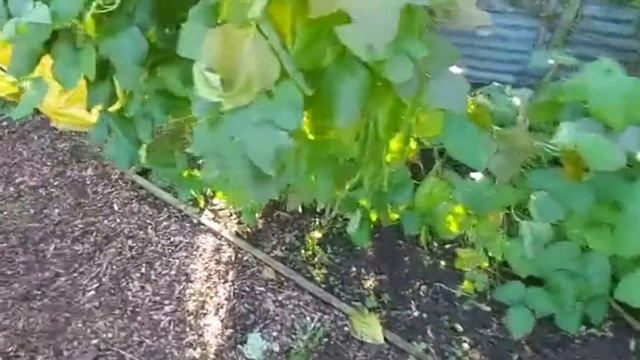 Good & Roberts Allotment Update | Smashed Window! смотреть онлайн