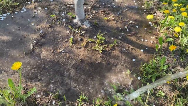 ЯБЛОК, СЛИВ, ВИШНИ будет МОРЕ, просто СДЕЛАЙ ЭТО!