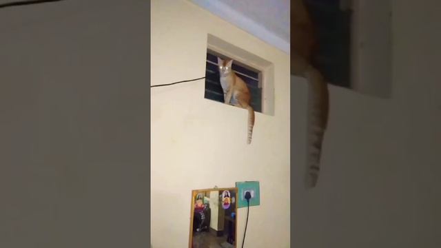 Why Katcha Mango Cat climb up on top of the windows?😻😺🐈#cattv #cat #funnycat #saveanimals #saveeart смотреть онлайн