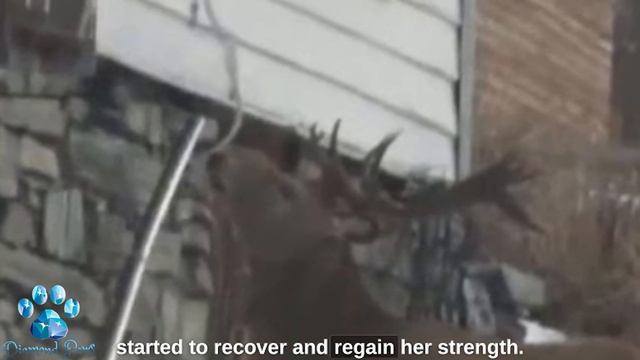 Every Morning There is a Deer Knocking on a Woman's Window Reason Will Melt Your Heart! смотреть онлайн