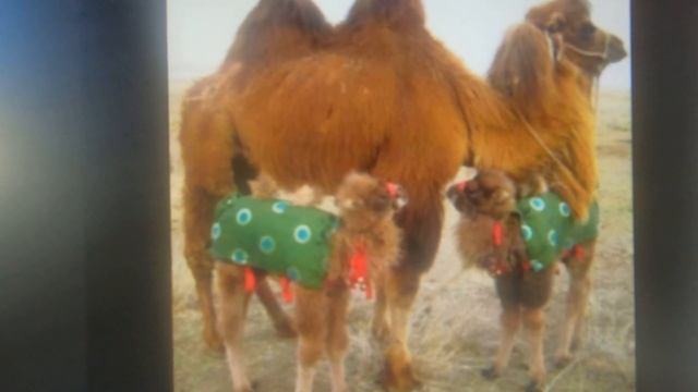 "ҮНШЭН САГААН БОТОГОН" БУРЯАД АРАДАЙ ДУУН.