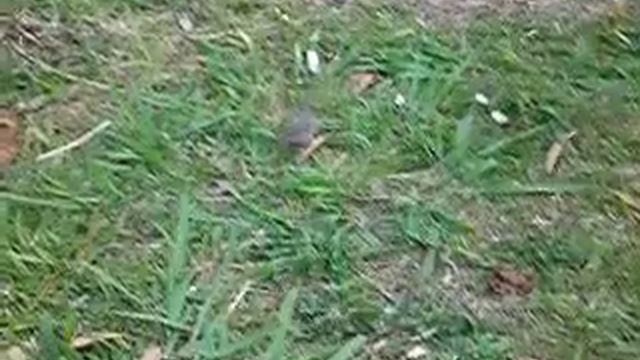 Tom and Jerry Homicide Scene смотреть онлайн