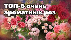 Сорта роз, которые устойчивые, отлично зимуют и дивно пахнут. Проверены на Урале
