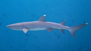 Акулы для детей _ развивающее видео.mp4