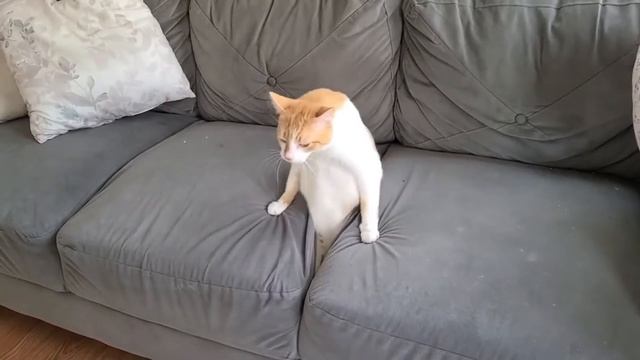 Cat Windows XP смотреть онлайн