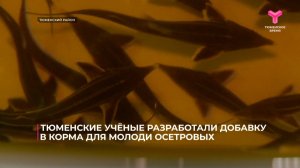Тюменские учёные разработали добавку в корма для молоди осетровых