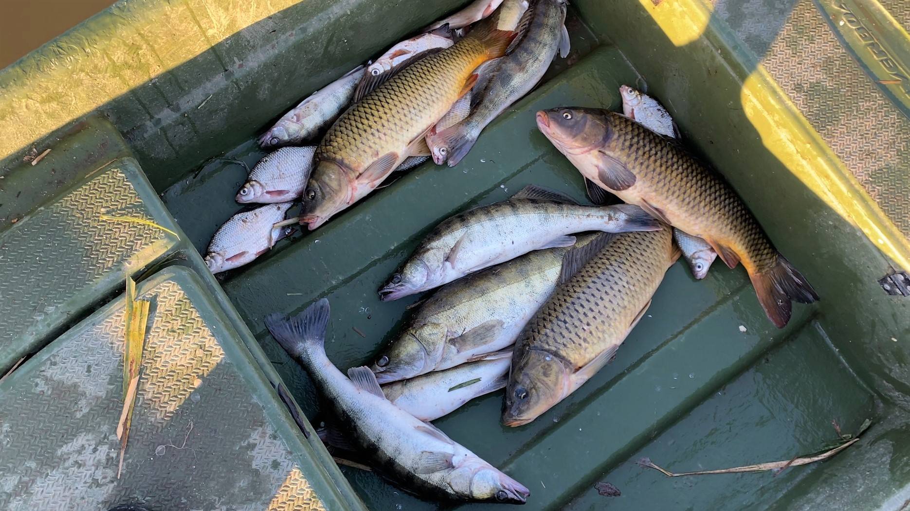 ВОТ ЭТО Я ВЫВЕЗ ПАПУ НА РЫБАЛКУ! ПОПАЛИ НА БЕШЕНЫЙ КЛЁВ СУДАКА, САЗАНА. Астраханские дебри. смотреть онлайн