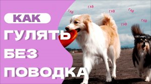 КАК и нужно ли ОТПУСКАТЬ СОБАКУ БЕЗ ПОВОДКА?