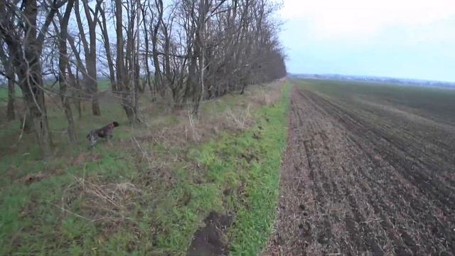 Ходовая охота по зайцу и фазану с Кометой! смотреть онлайн