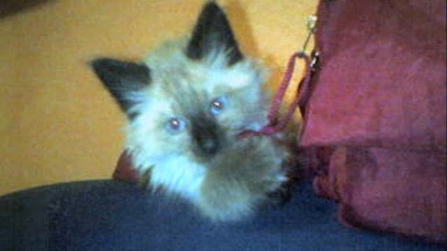 io e il mio gatto kikka смотреть онлайн