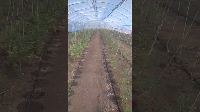 Тепличный помидор. смотреть онлайн