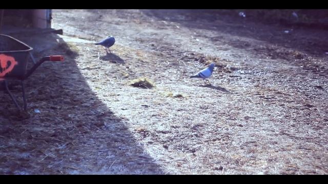 Adobe Premiere Pro CS6 test - film смотреть онлайн