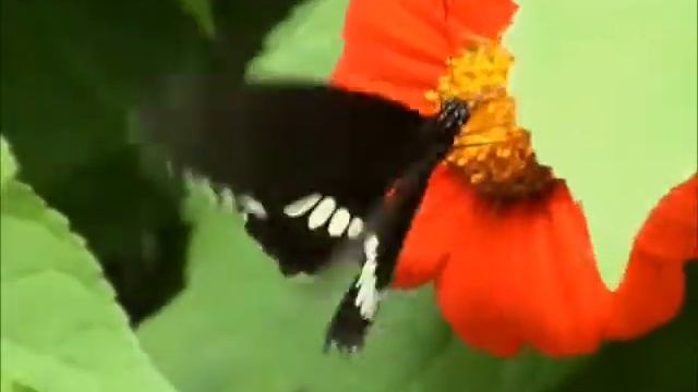 Windows Vista: Butterfly смотреть онлайн