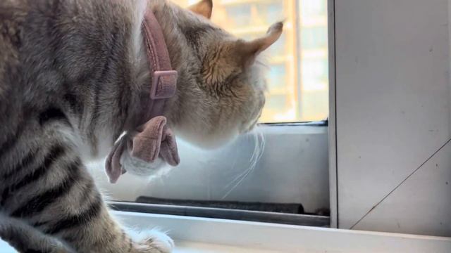 Why Do Cats like to lick condensation and ice buildup on windows in extreme winter? смотреть онлайн