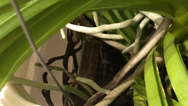 My Simplified Orchid & Houseplant Watering Routine Pt. 2 - Hacks to Make it Work смотреть онлайн