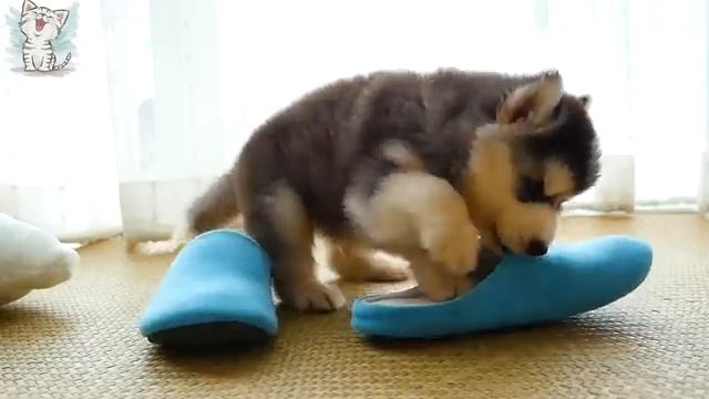 Котейка ТВ 
Собаки и их звуки для детей.