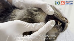 Как хозяину осмотреть полость рта питомца?