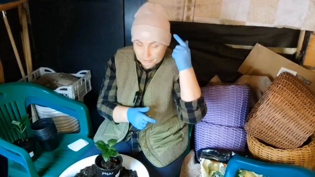 Черная ножка на рассаде ,откуда берётся,нашла точный адрес .Что с перцами,в духовку их срочно ??? смотреть онлайн