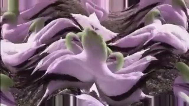 Wildlife Windows 7 Sample Video in G- Major 200 смотреть онлайн