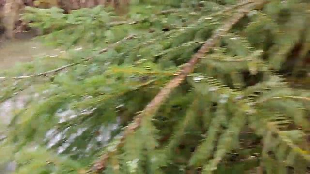 Jezevčík lovi ryby смотреть онлайн