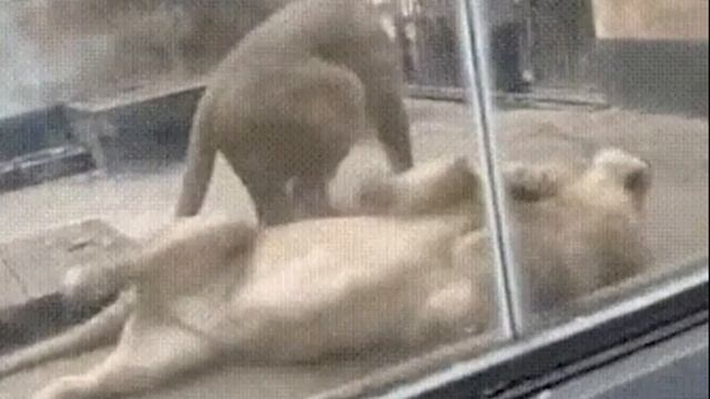 БОЛЬШИЕ КОШКИ смотреть онлайн