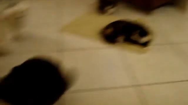 Crazy Cats chasing a laser up the wall смотреть онлайн