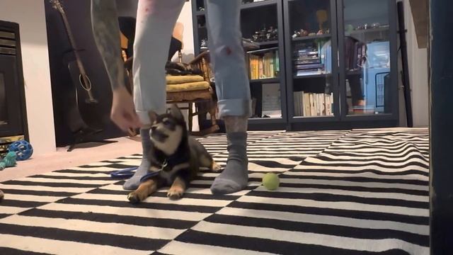 A day with my 9 week SHIBA INU PUPPY смотреть онлайн