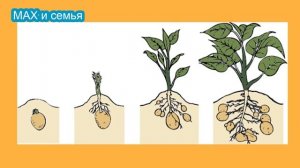 Откуда берется Картошка для детей