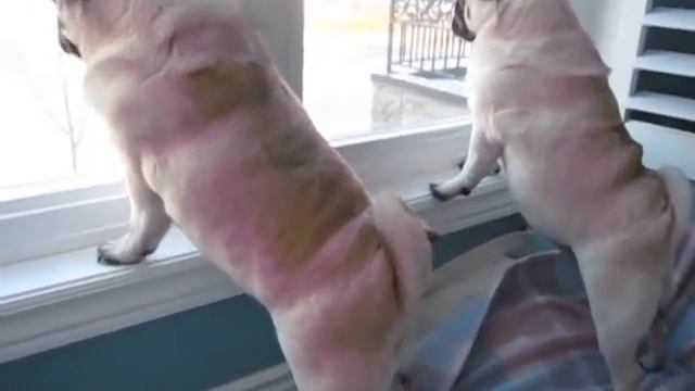 Pugs looking out window смотреть онлайн
