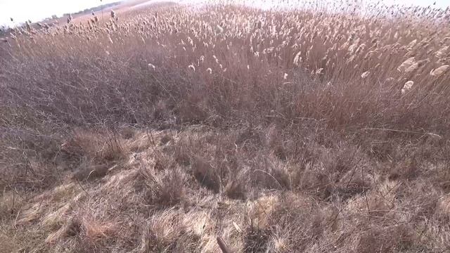 Ходовая охота, Патрон показывает стойку. Поиск и подача Фазанов. ТОЗ-34. смотреть онлайн